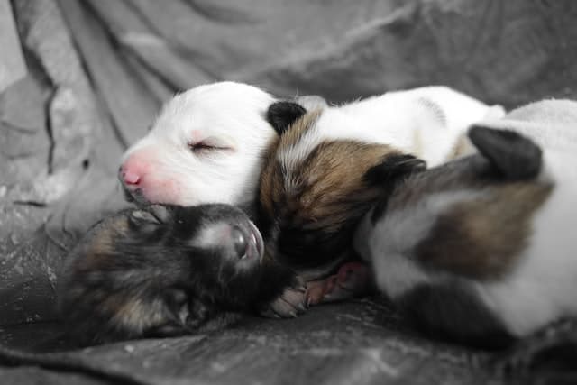 Where should my border collie puppy sleep | Collies Life