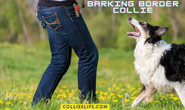 Are Border collies barkers?