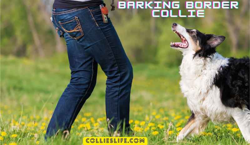 Are Border collies barkers?