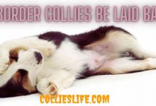 Photo of Can Border Collies be laid back?