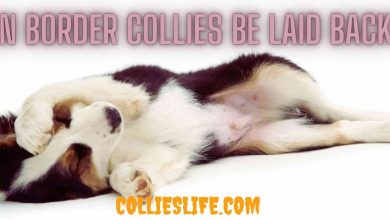 Photo of Can Border Collies be laid back?