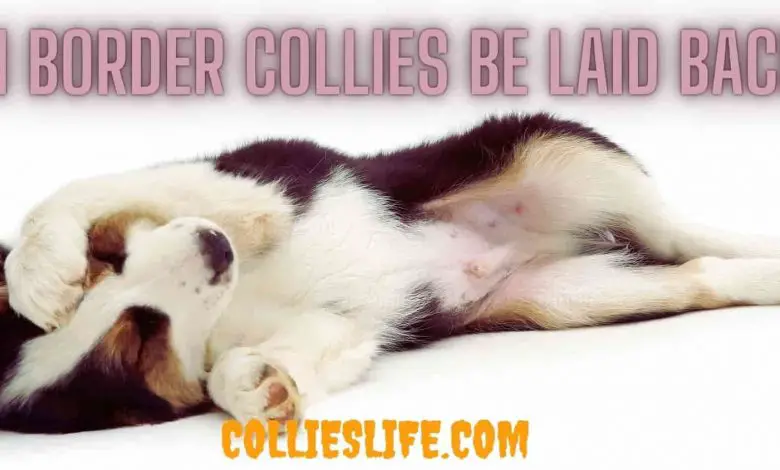 Can Border Collies be laid back