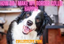 Photo of How do I make my Border Collie happy?