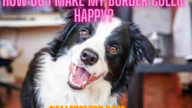 Photo of How do I make my Border Collie happy?
