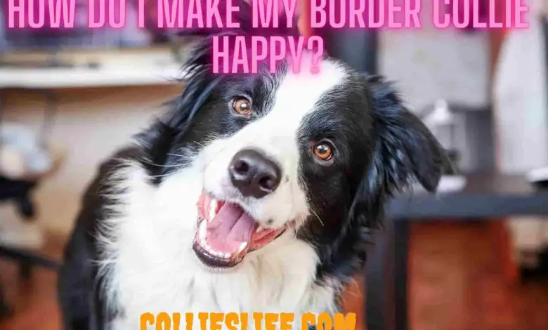 How do I make my Border Collie happy