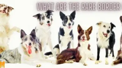 Photo of What are the rare Border Collie colors?