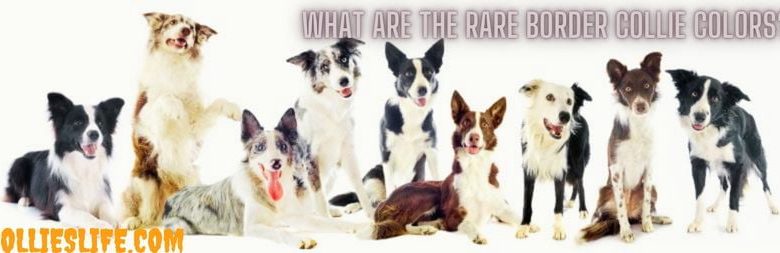 What are the rare Border Collie colors