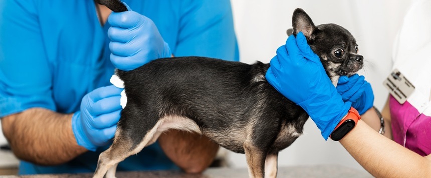 toaletagruczolow | Collies Life