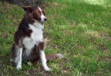 Photo of All about the Border collies life, health and training