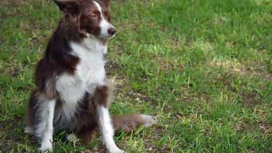 Photo of All about the Border collies life, health and training
