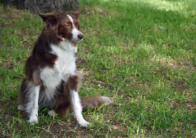 All about the Border collies life, health and training