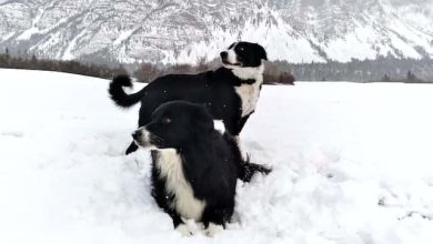 Photo of Are Border Collies good for winter?