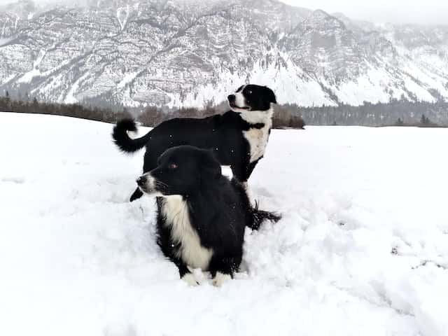 Are Border Collies good for winter