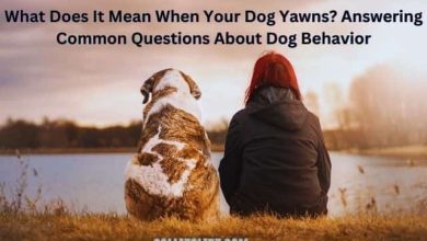 Photo of What Does It Mean When Your Dog Yawns?