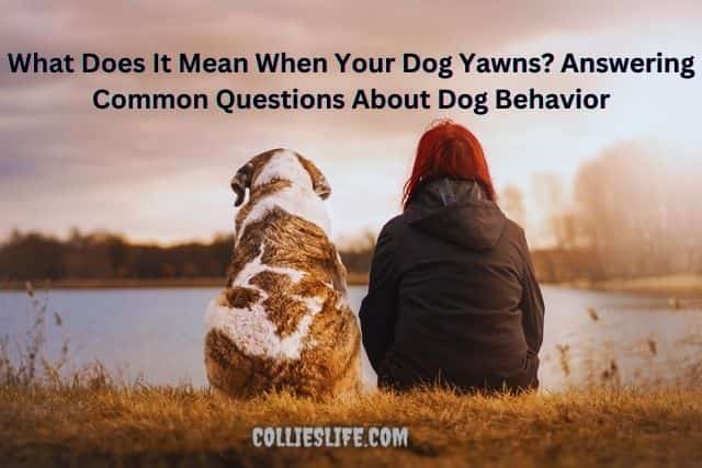 What Does It Mean When Your Dog Yawns Answering Common Questions About Dog Behavior