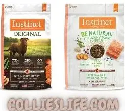 10 best dog foods for Border collies
