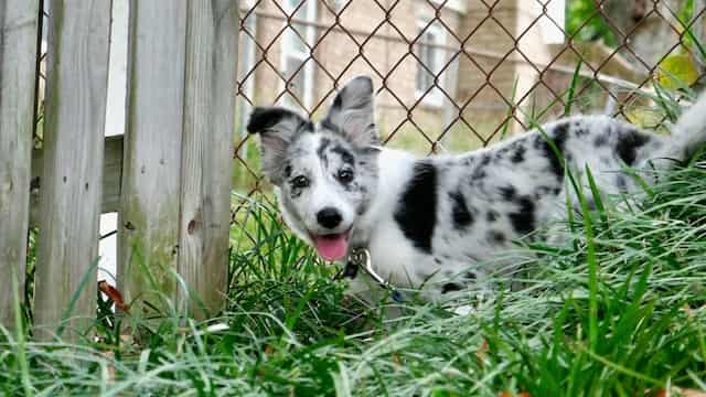 Blue Merle Border collie characteristics, training, and health issues