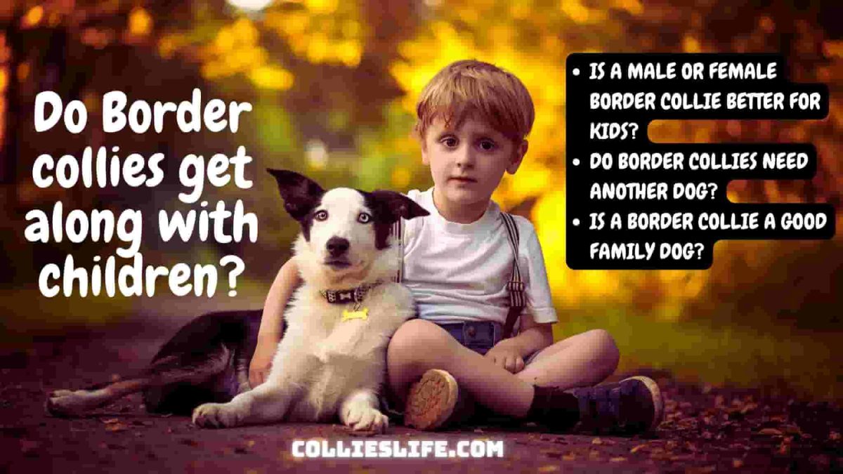 Do Border Collies get along with children