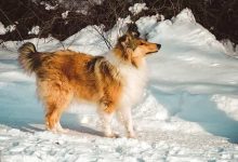 Photo of Rough Collies and Cold Weather A Perfect Match