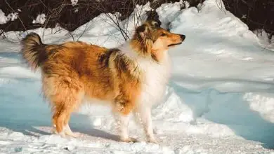 Photo of Rough Collies and Cold Weather A Perfect Match