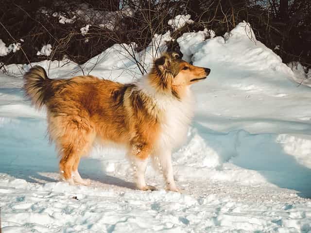 Rough Collies and Cold Weather A Perfect Match