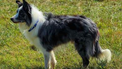 Photo of Tips for Grooming Border collies