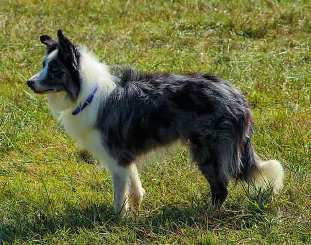 Tips for Grooming Border collies- why grooming your border collie is important