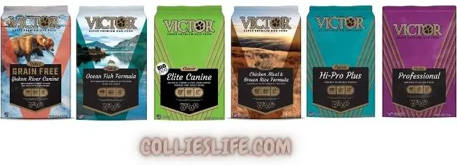 Top Dog foods for Border collies in 2023