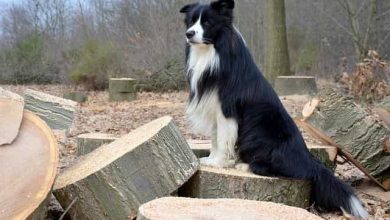 Photo of Why are Border Collies so smart?
