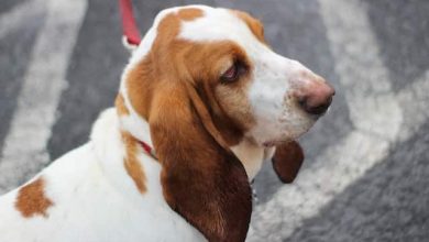 Photo of Adopting a Beagle Mixed Puppy: Tips and Advice