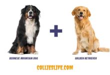 Photo of Bernese Mountain Dog + Golden Retriever Mix New Facts