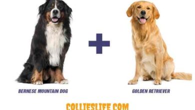 Photo of Bernese Mountain Dog + Golden Retriever Mix New Facts