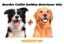 Photo of Border Collie Golden Retriever Mix New Facts