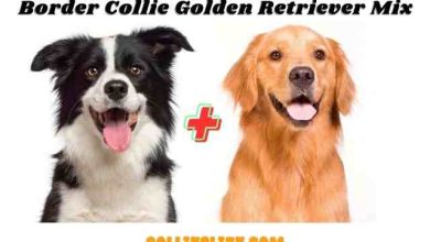 Photo of Border Collie Golden Retriever Mix New Facts