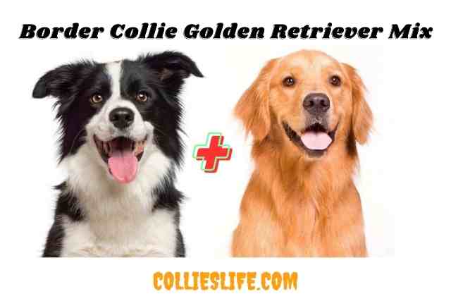Border Collie Golden Retriever Mix