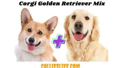 Photo of Corgi Golden Retriever Mix New Facts