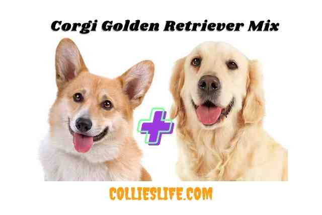 Corgi Golden Retriever Mix