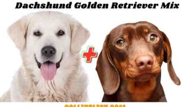 Photo of Dachshund Golden Retriever Mix New Facts