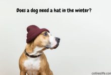 Photo of Does a dog need a hat in the winter