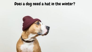 Photo of Does a dog need a hat in the winter