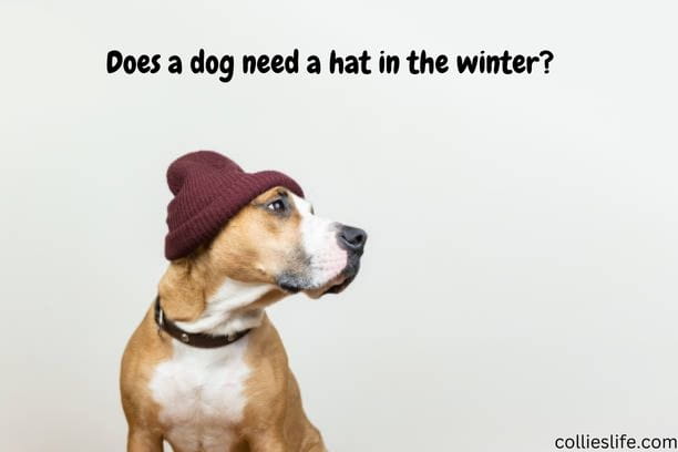 Does a dog need a hat in the winter