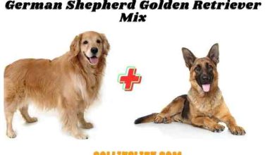 Photo of German Shepherd Golden Retriever Mix New Facts