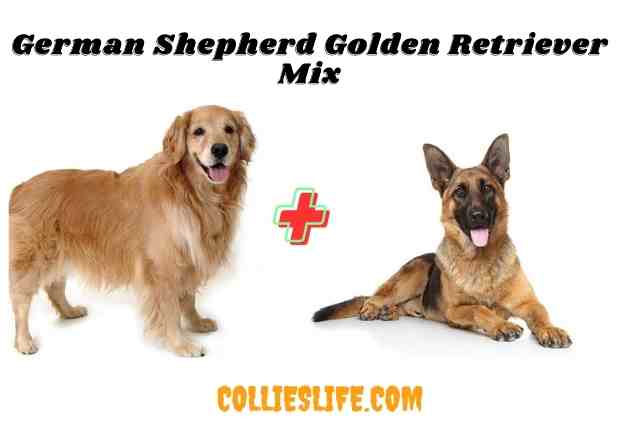 German Shepherd Golden Retriever Mix Facts