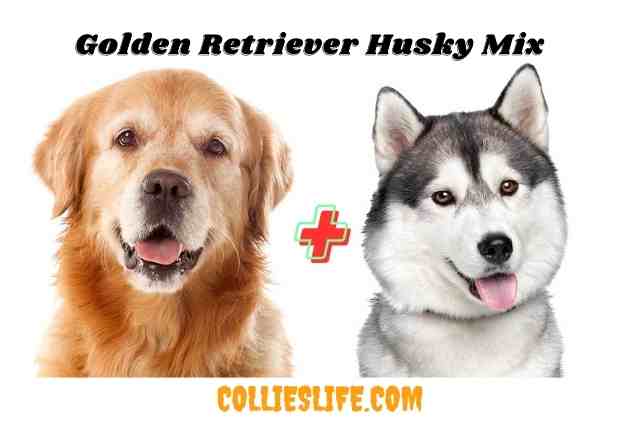 Golden Retriever Husky Mix
