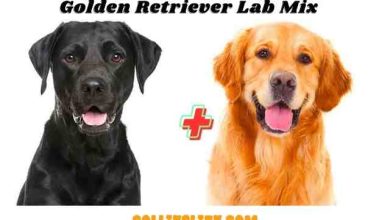 Photo of Golden Retriever Lab Mix New Facts Reviewed