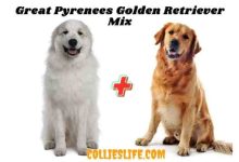 Photo of Great Pyrenees Golden Retriever Mix New facts