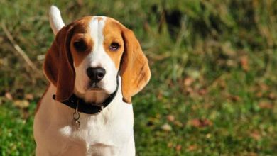 Photo of How to Train Your Beagle Mixed Puppy: Tips and Tricks