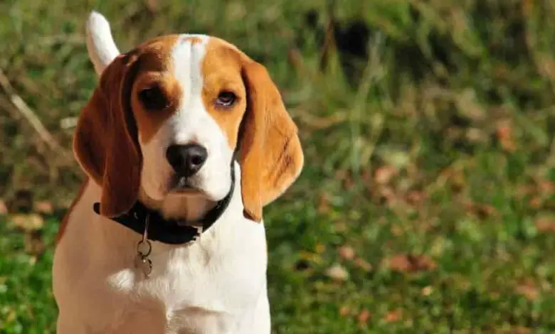 How to Train Your Beagle Mixed Puppy Tips and Tricks