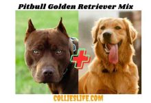 Photo of Pitbull Golden Retriever Mix New Facts