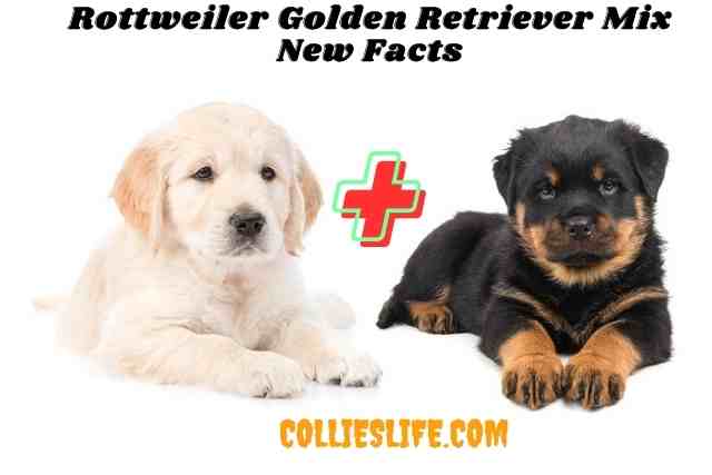 Rottweiler Golden Retriever Mix New Facts